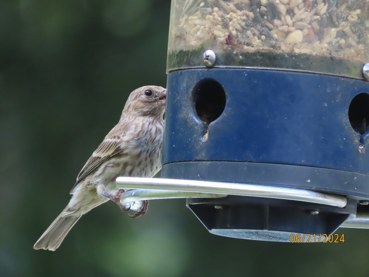 House Finch - ML620690562