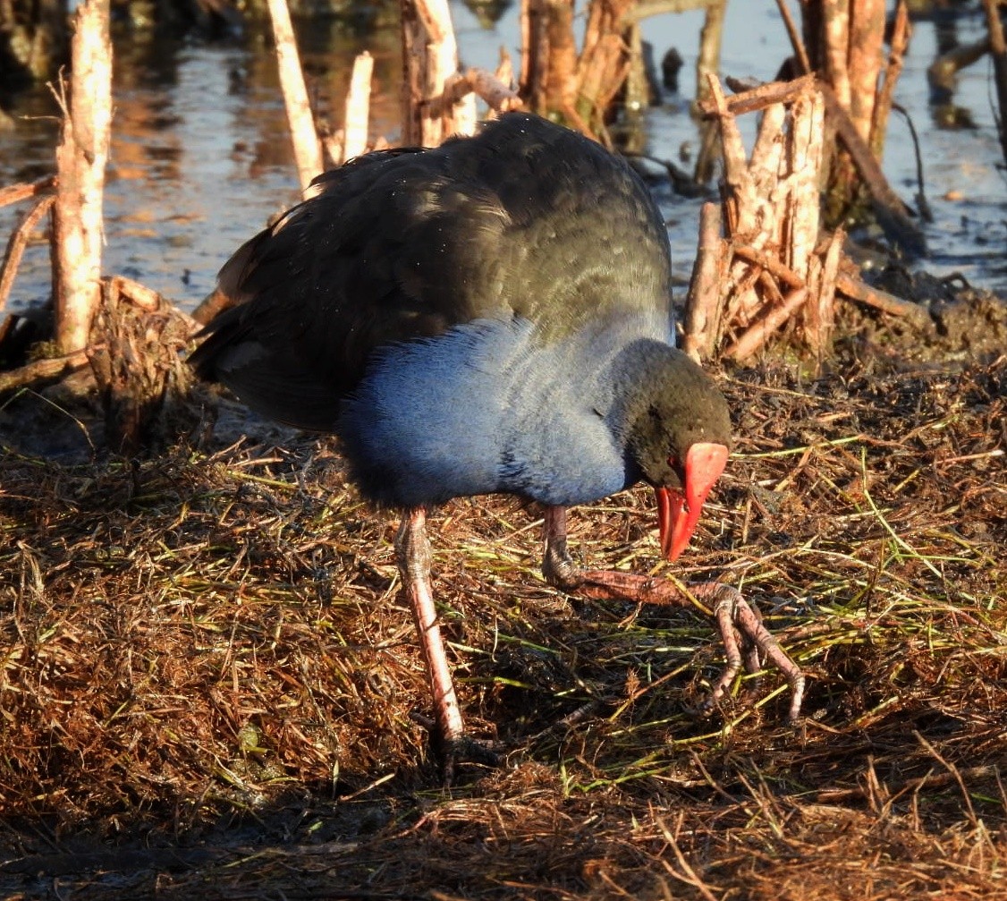 Australasian Swamphen - ML620690565