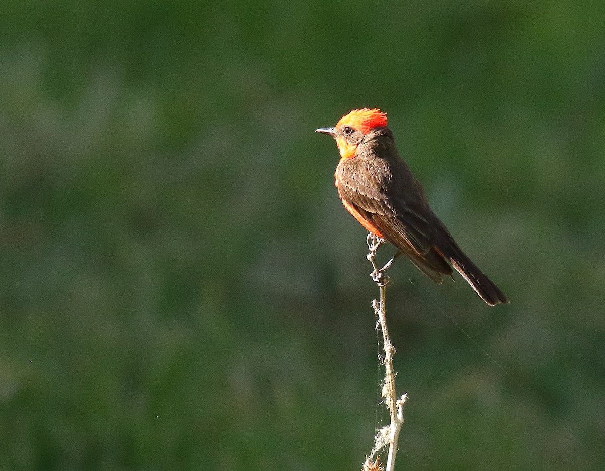 Vermilion Flycatcher - ML620690566