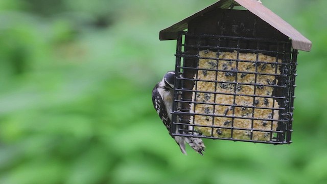 Downy Woodpecker - ML620690567