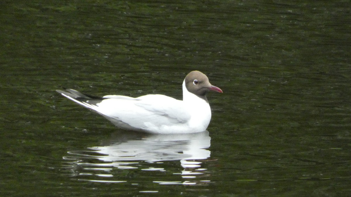 Black-headed Gull - ML620690568