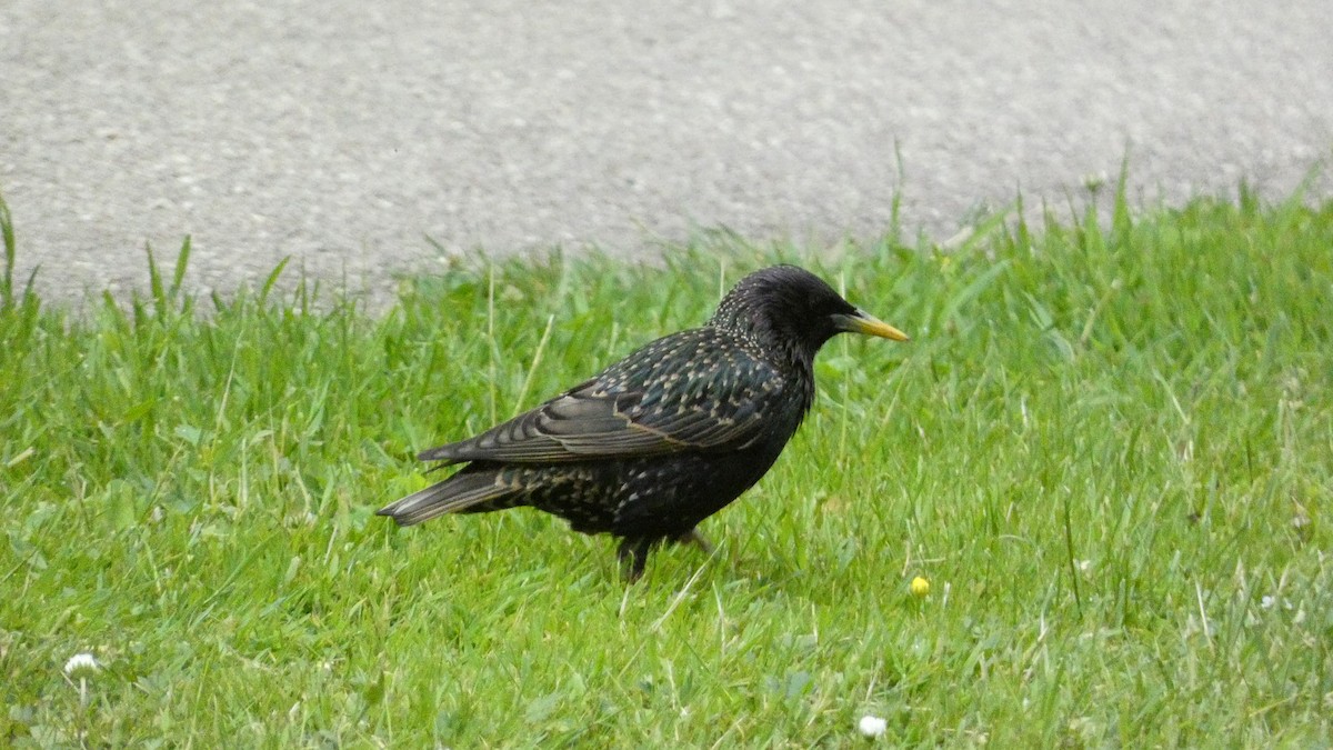 European Starling - ML620690569