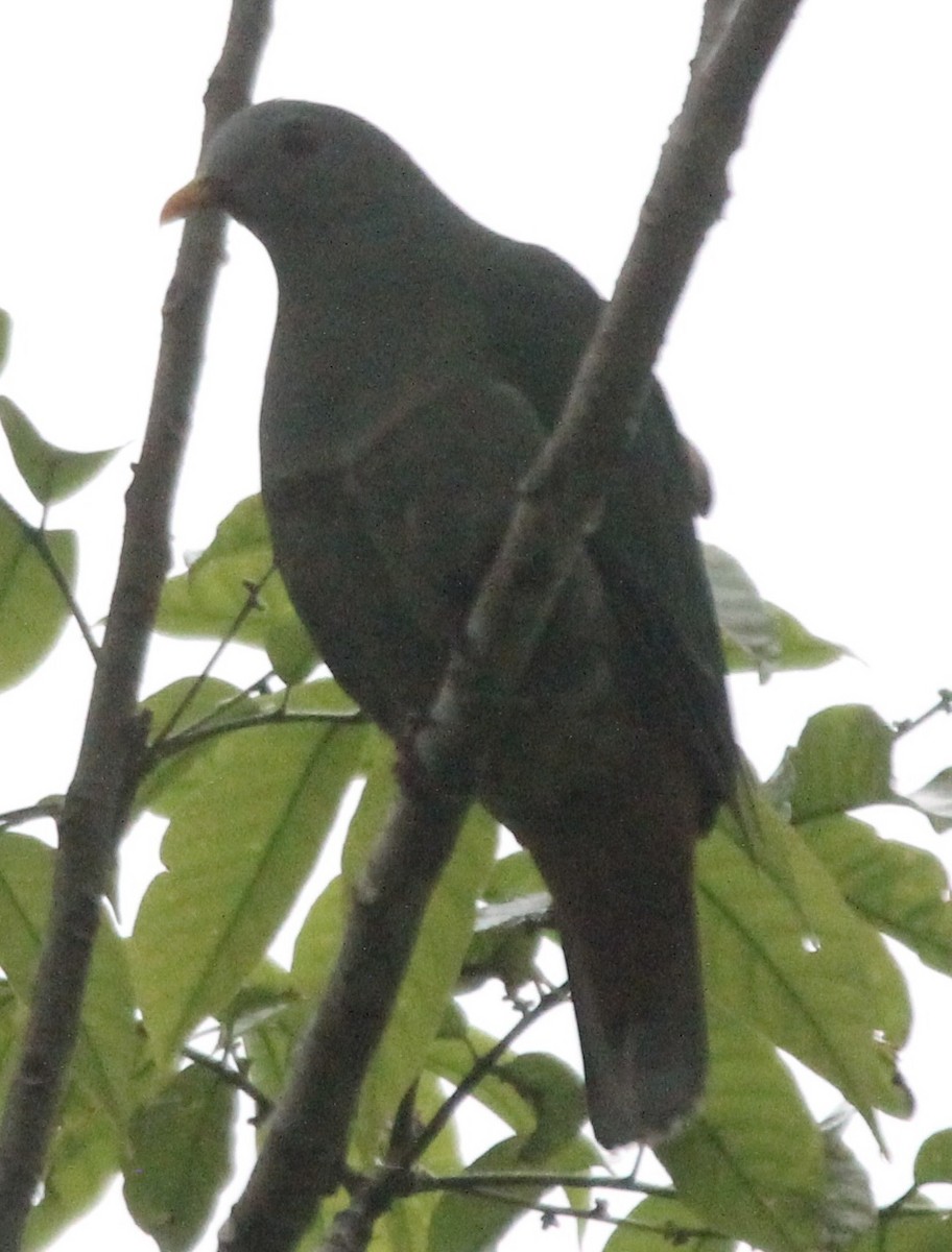 Black-chinned Fruit-Dove - ML620690573