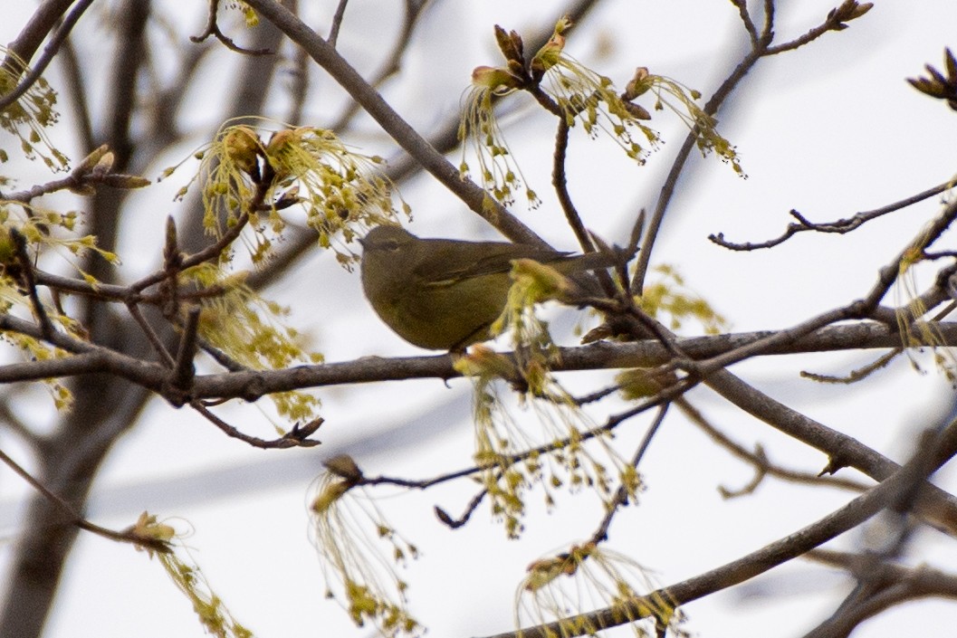 Orange-crowned Warbler - ML620690574