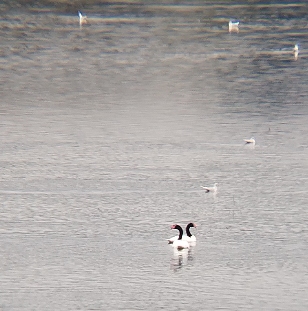 Black-necked Swan - ML620690575