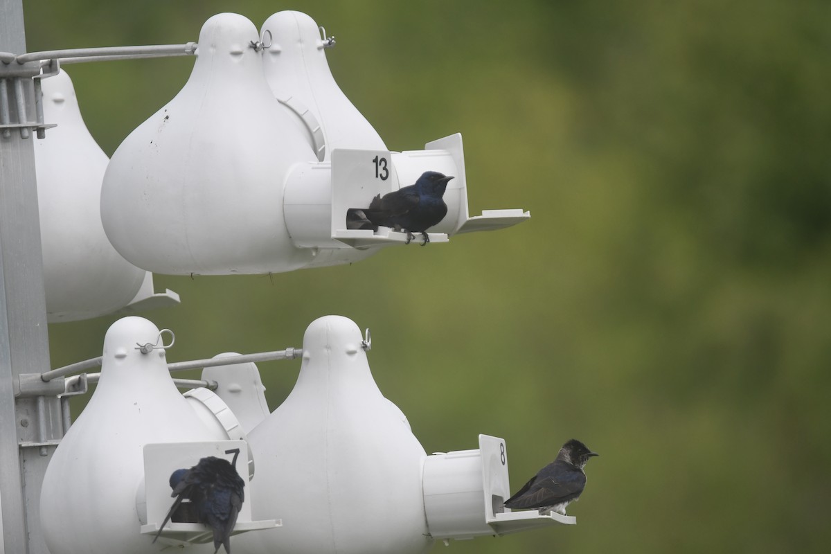 Purple Martin - ML620690580