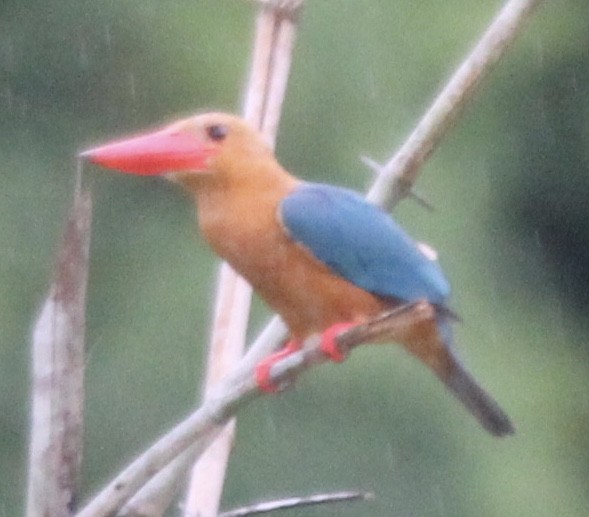 Stork-billed Kingfisher - ML620690581