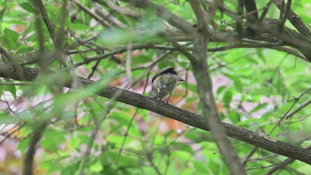 Mésange bicolore - ML620690582