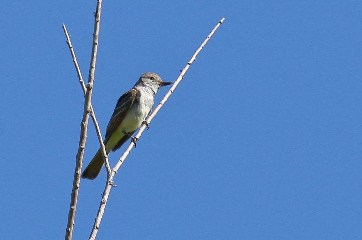 Brown-crested Flycatcher - ML620690586