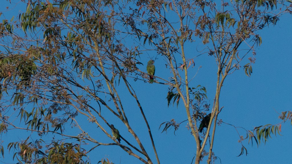 Scaly-headed Parrot - ML620690587