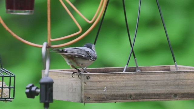 White-breasted Nuthatch - ML620690588