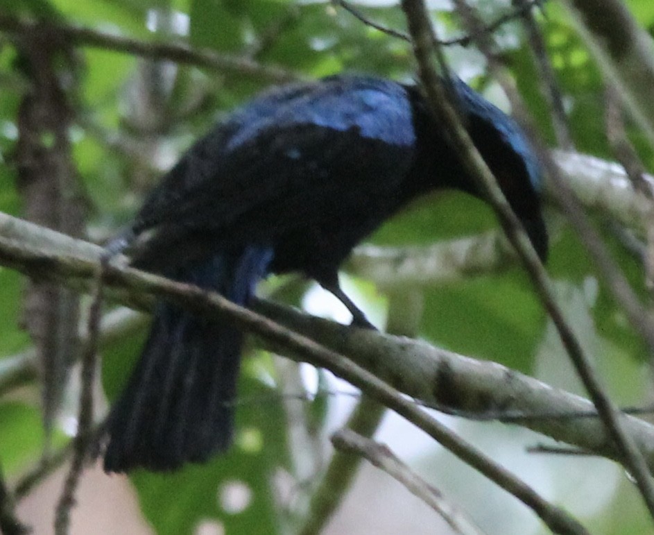 Palawan Fairy-bluebird - Lawrence Seeberger