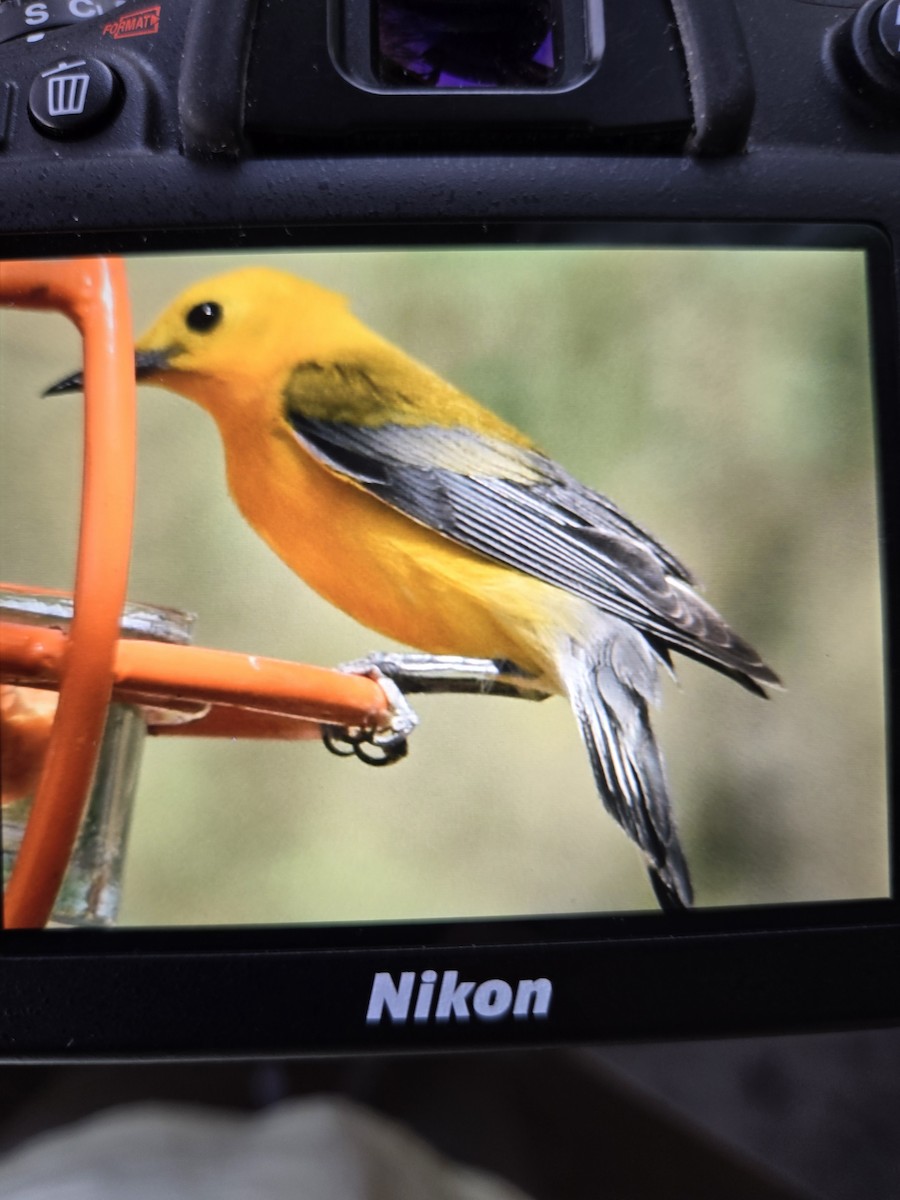 Prothonotary Warbler - ML620690590