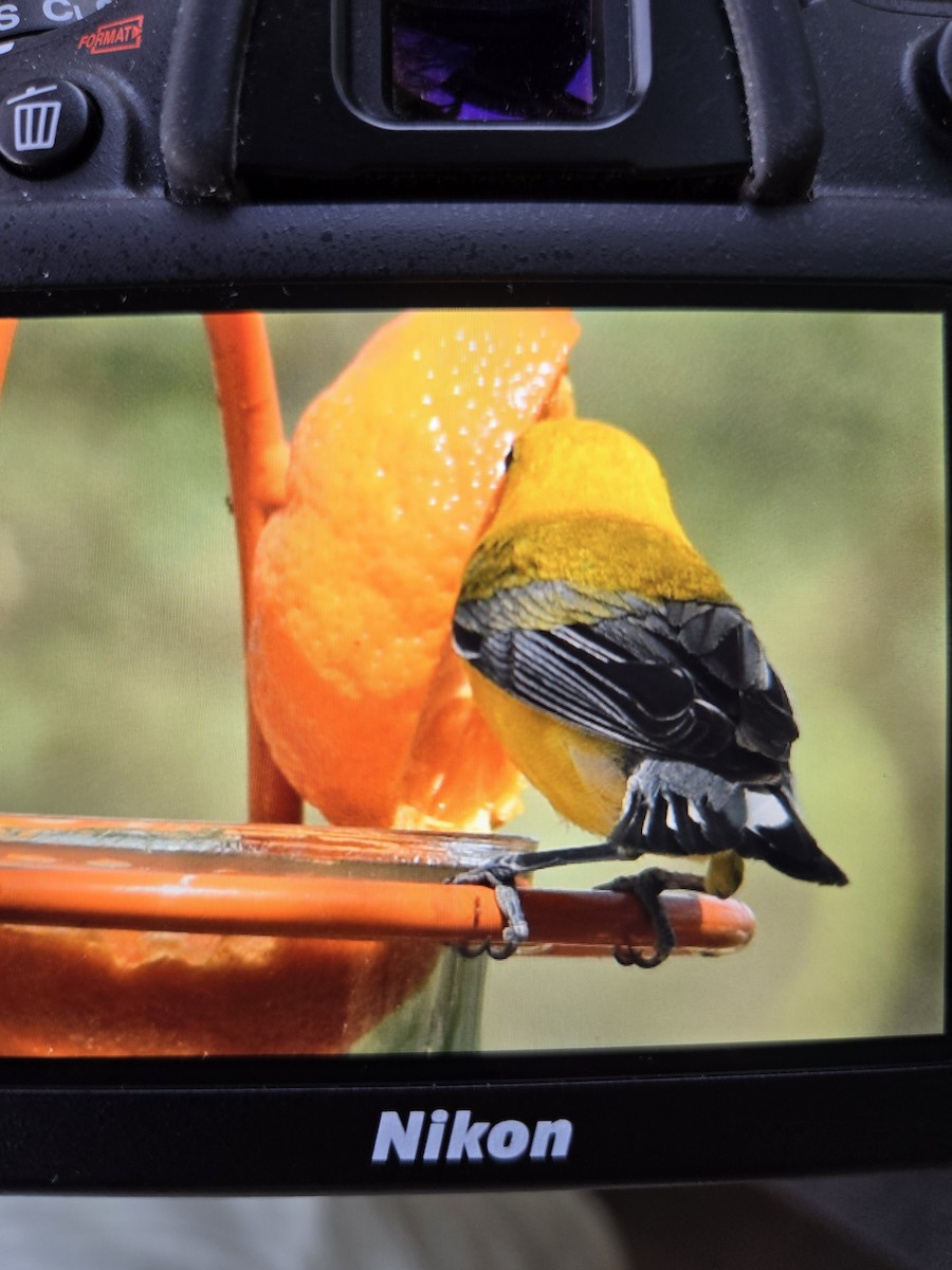 Prothonotary Warbler - ML620690591