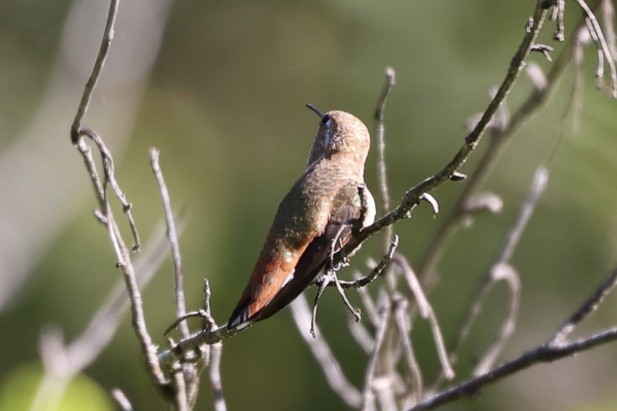 Rufous Hummingbird - ML620690592