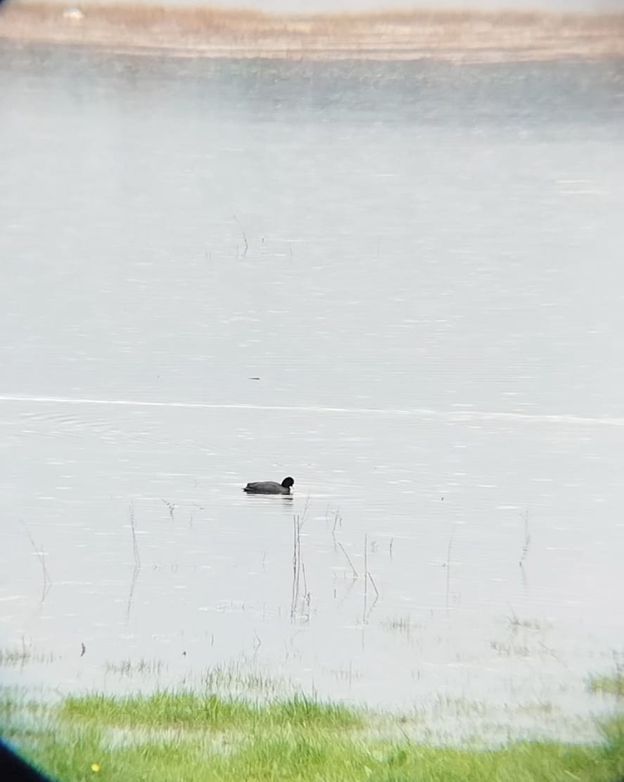 White-winged Coot - ML620690593