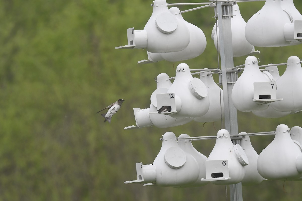 Purple Martin - ML620690595