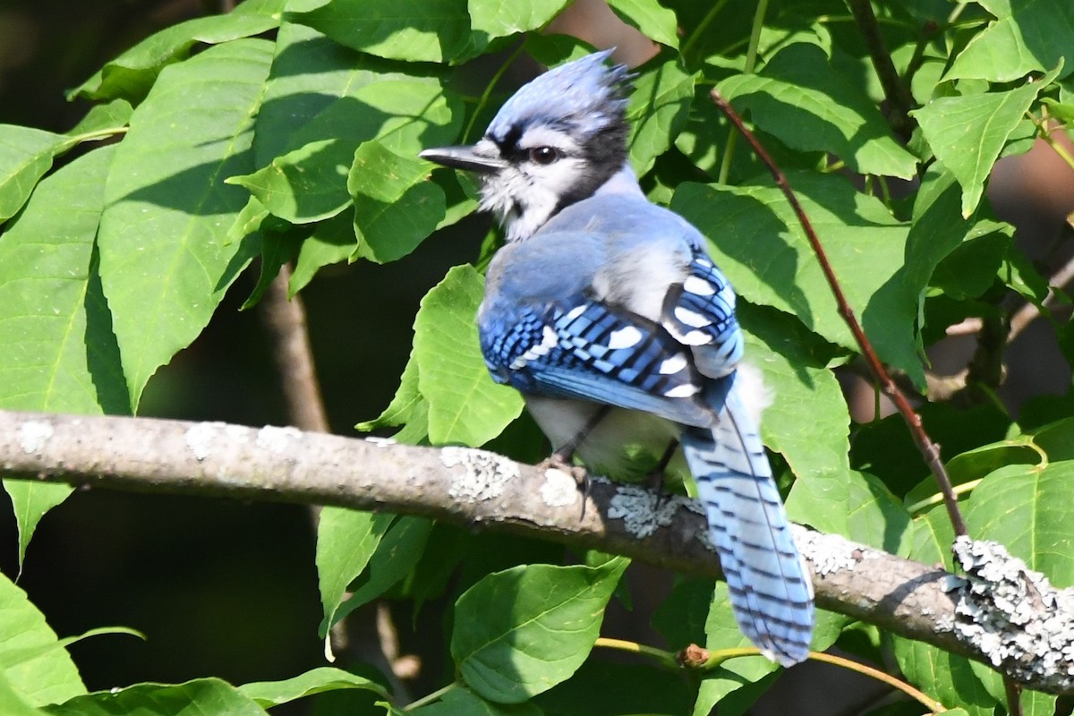 Blue Jay - ML620690597