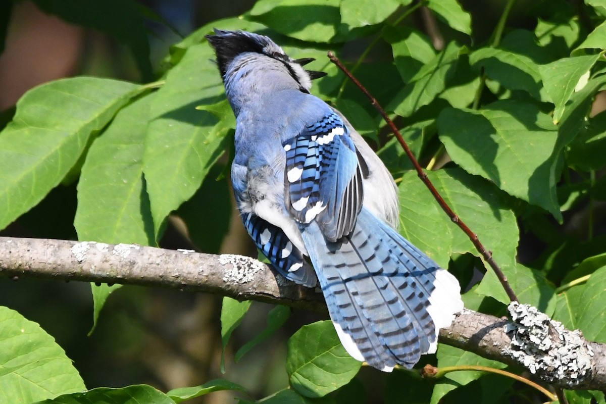 Blue Jay - ML620690598