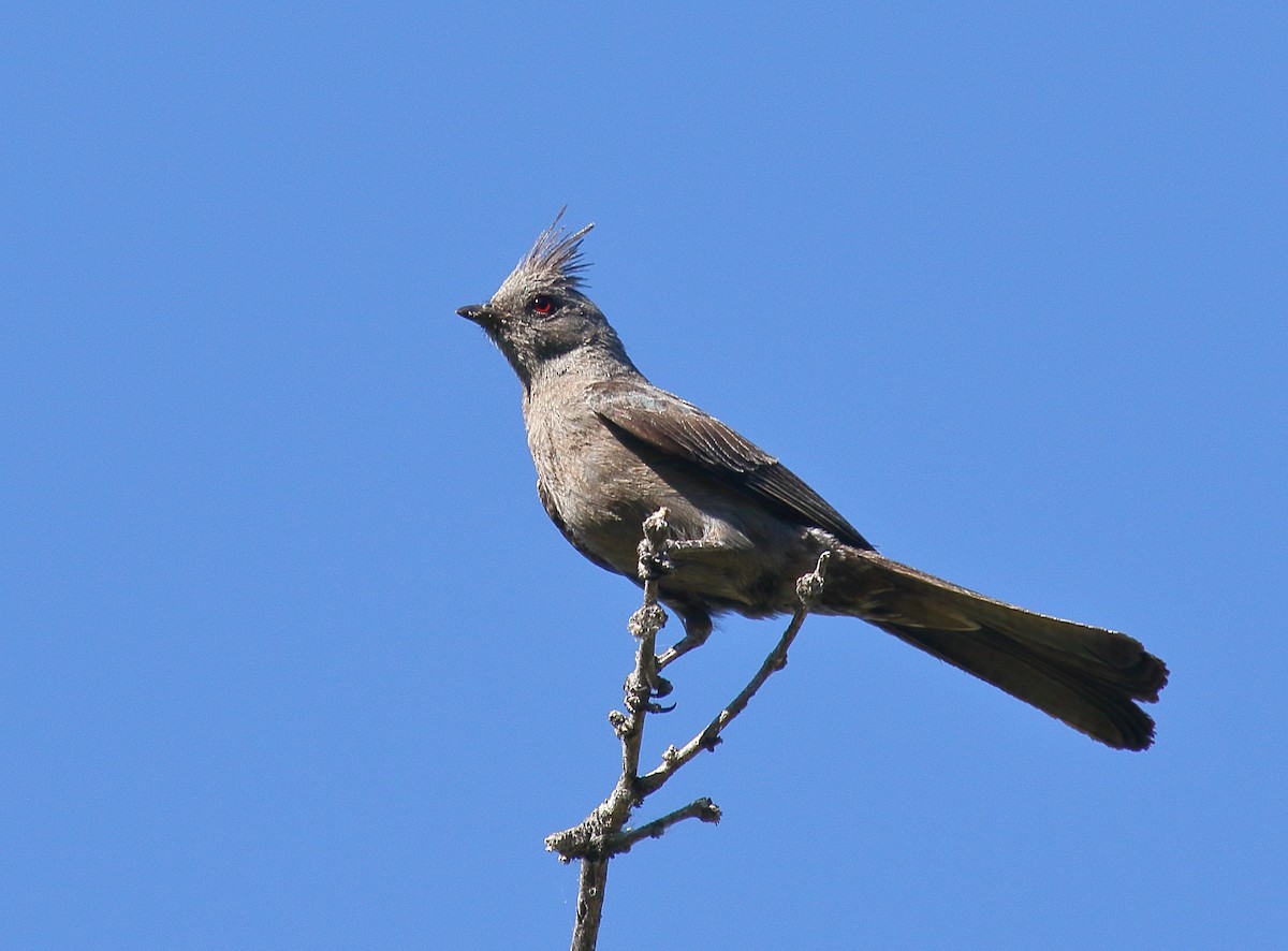 Phénopèple luisant - ML620690602