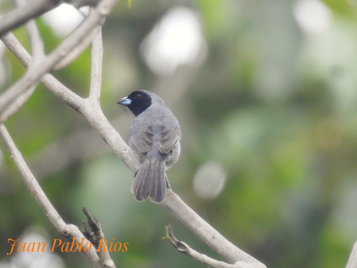 Black-faced Tanager - ML620690603