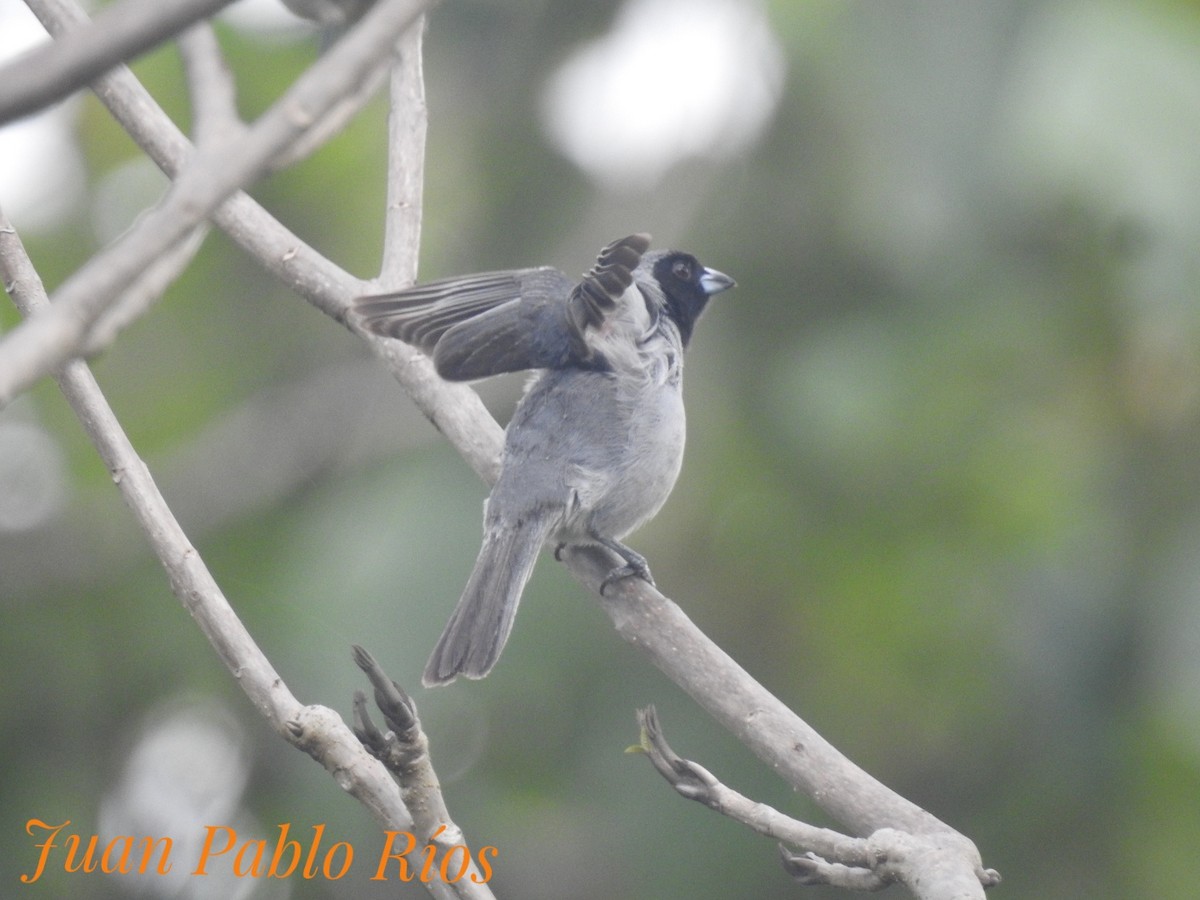 Black-faced Tanager - ML620690604