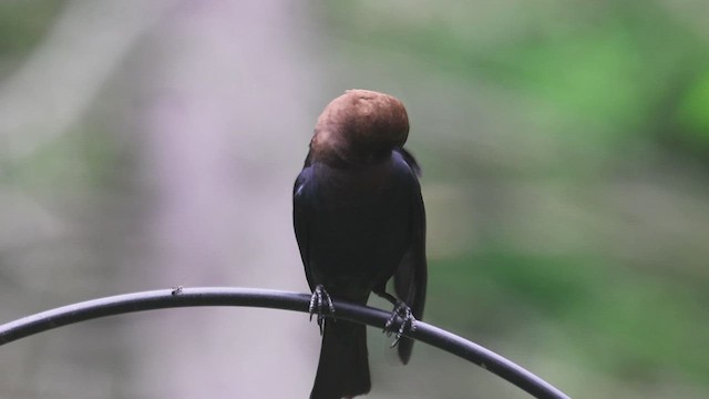 Brown-headed Cowbird - ML620690605