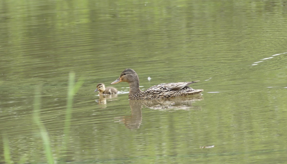 Canard colvert - ML620690606