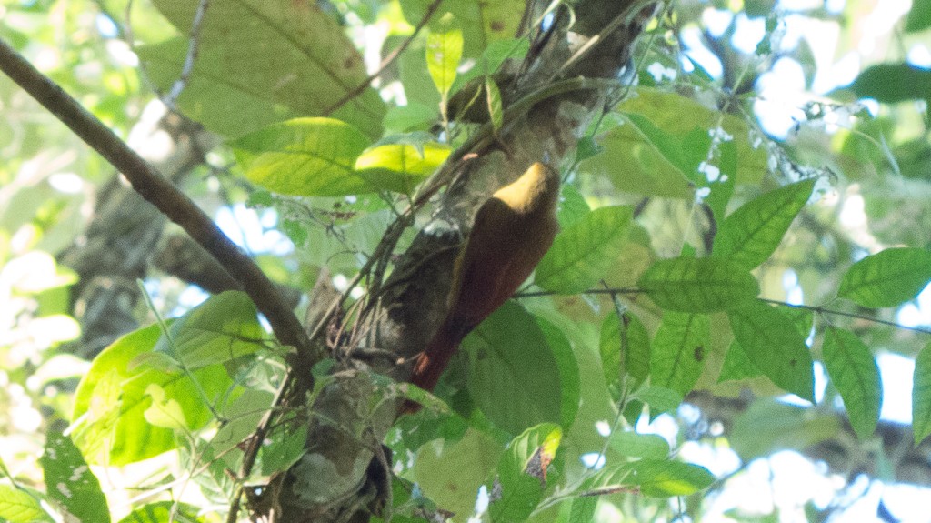 Olivaceous Woodcreeper - ML620690607