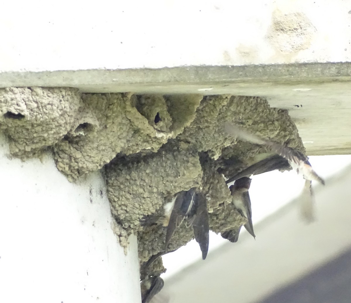 Cliff Swallow (pyrrhonota Group) - Sandra Keller