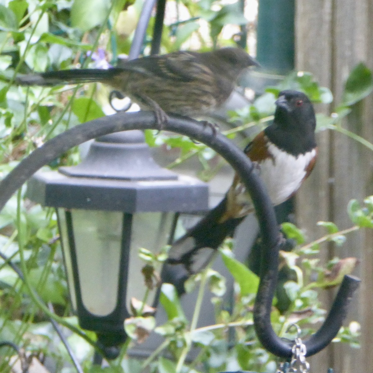 Spotted Towhee - ML620690611