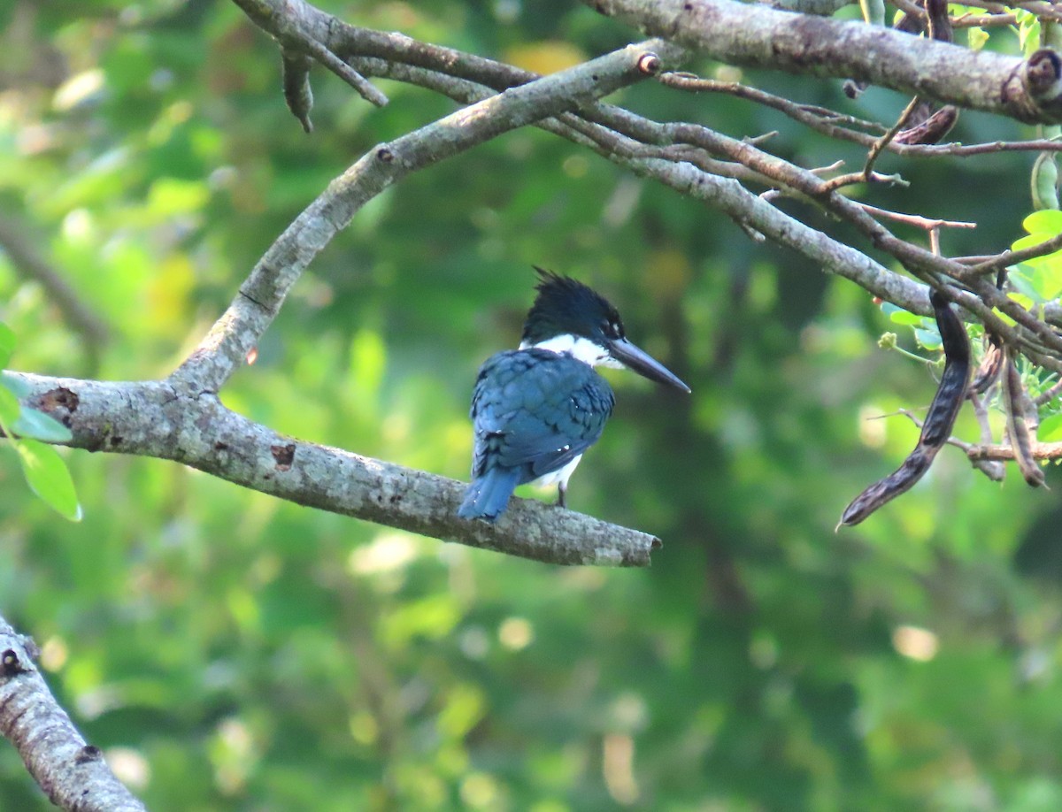 Amazon Kingfisher - ML620690612