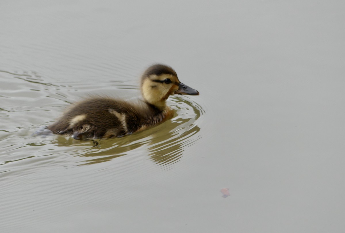 Canard colvert - ML620690614