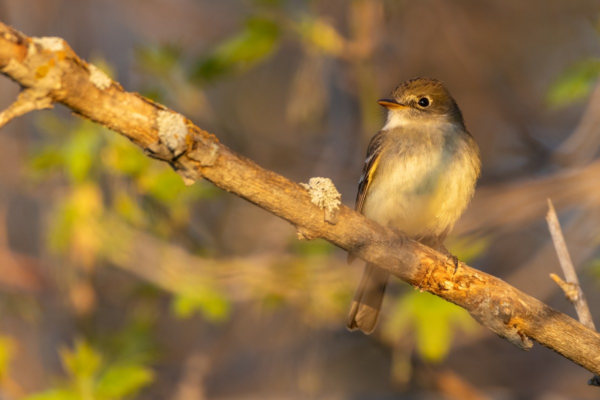 Least Flycatcher - ML620690616