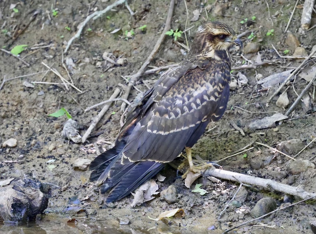 Schneckenbussard - ML620690620