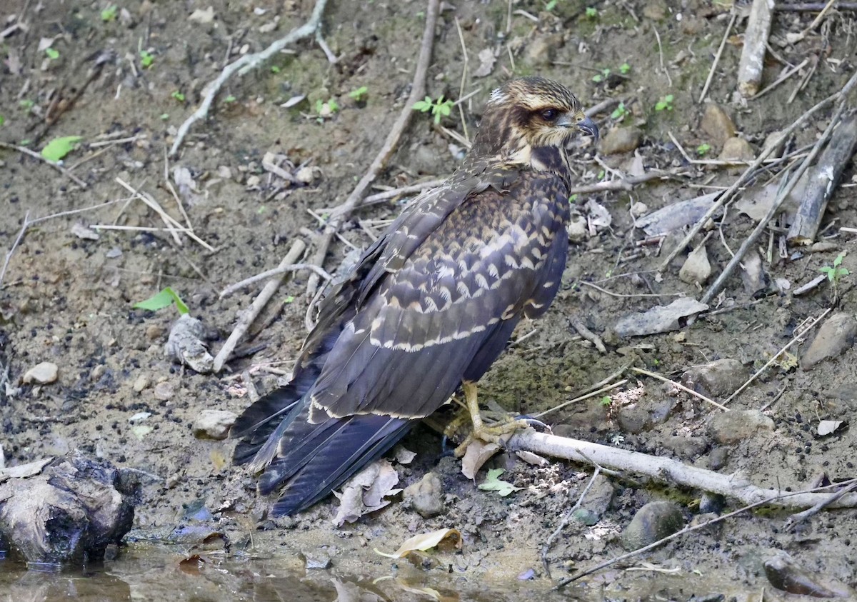 Schneckenbussard - ML620690621