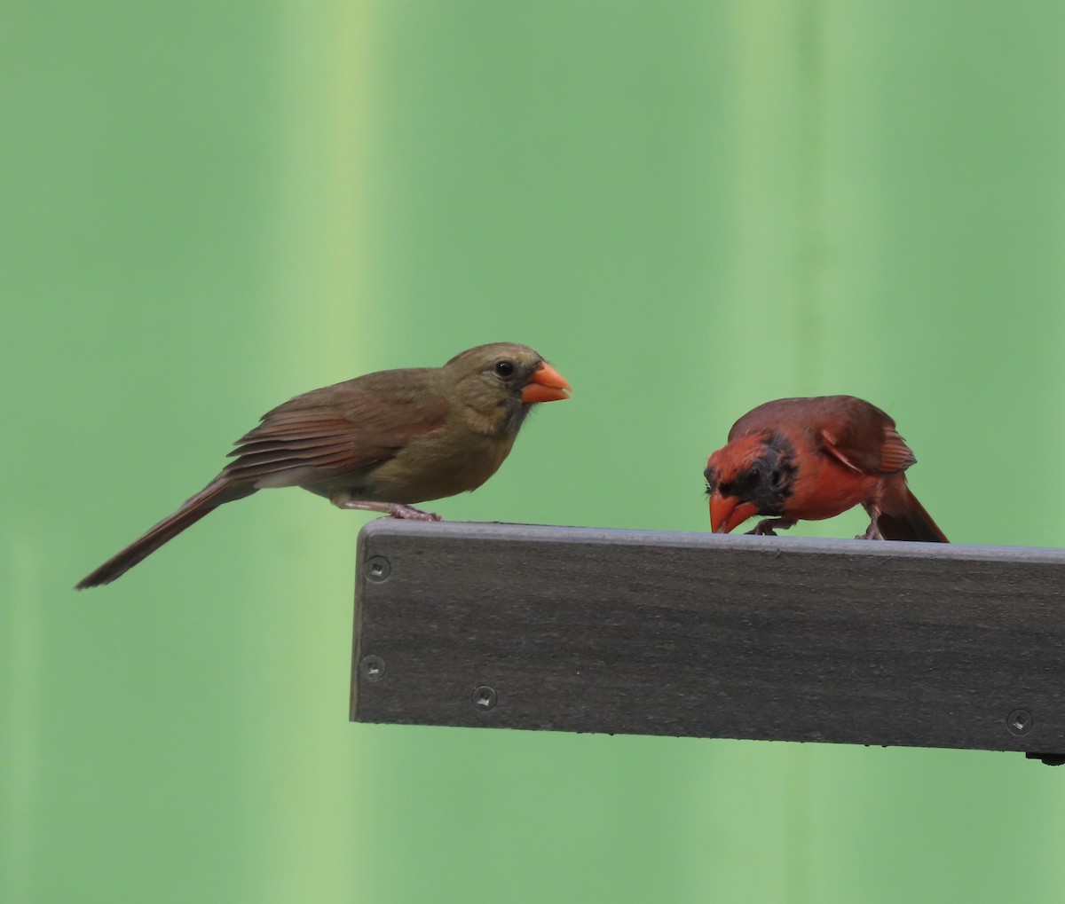 Northern Cardinal - ML620690624