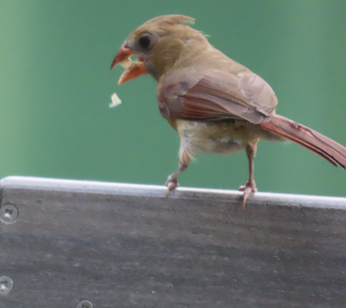 Northern Cardinal - ML620690626