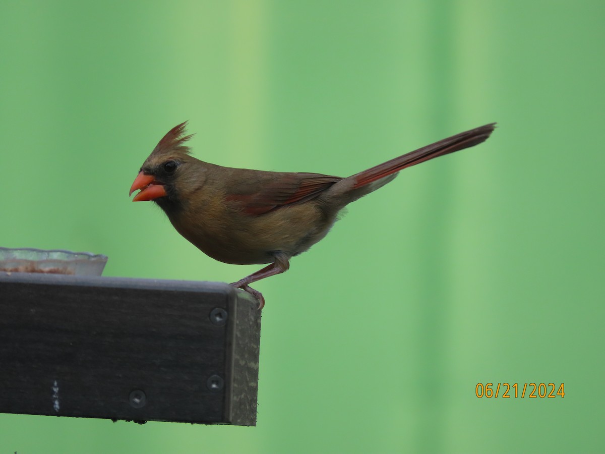 Northern Cardinal - ML620690627