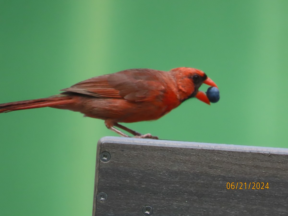 Northern Cardinal - ML620690628