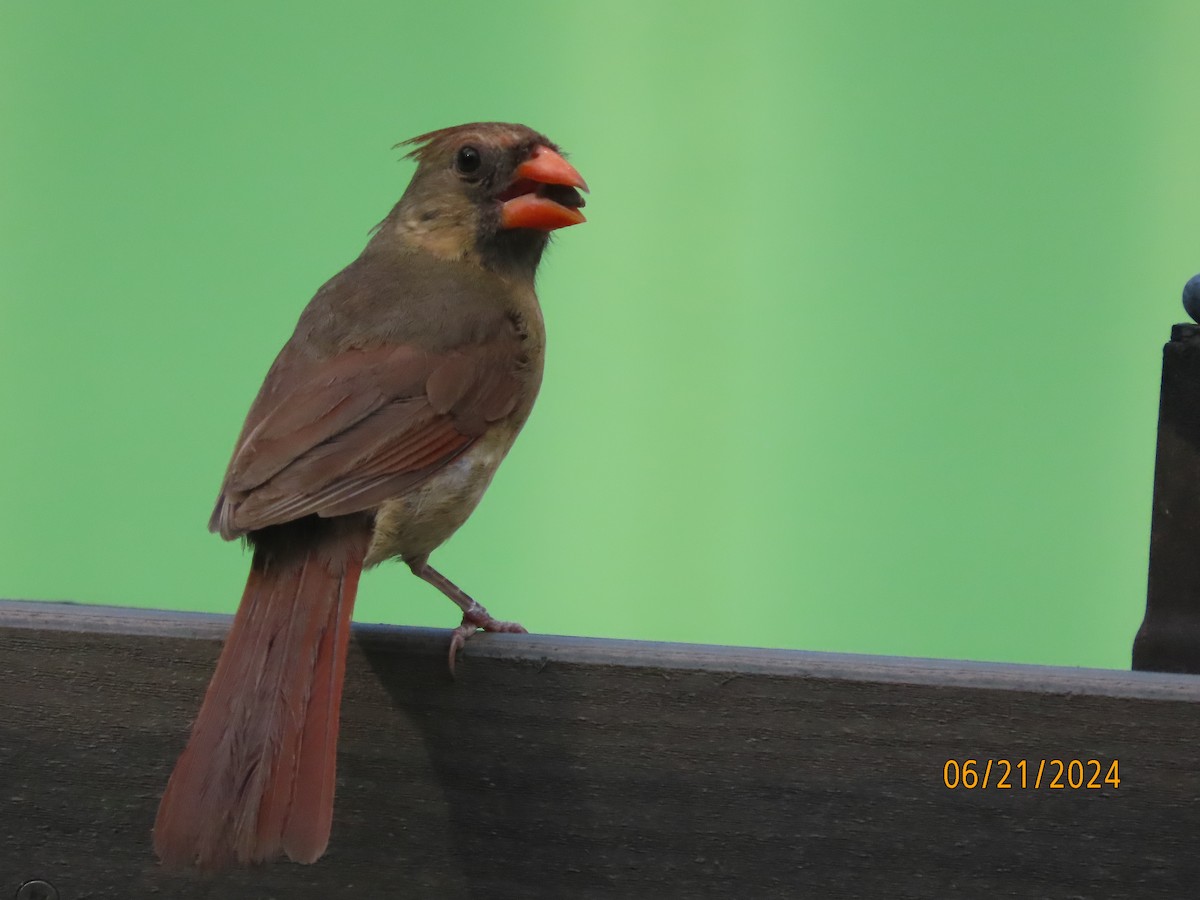 Northern Cardinal - ML620690629