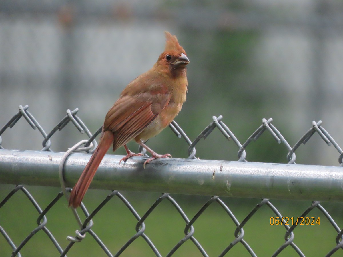 Northern Cardinal - Susan Leake