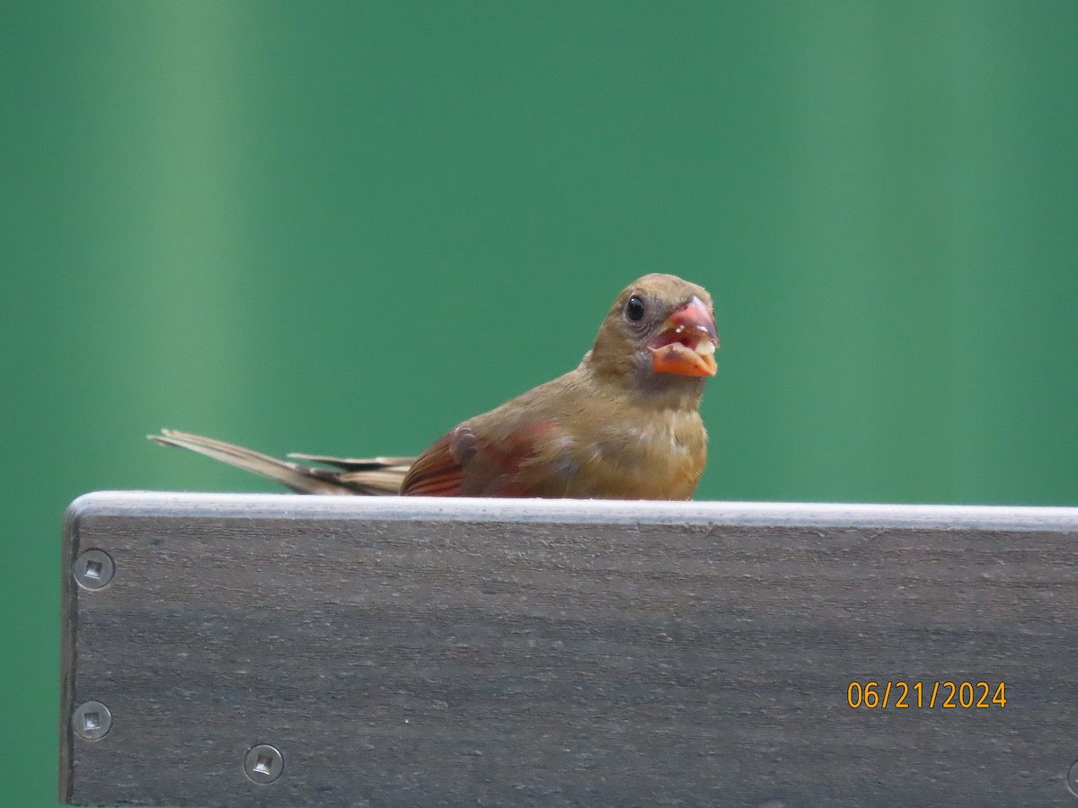 Northern Cardinal - ML620690631