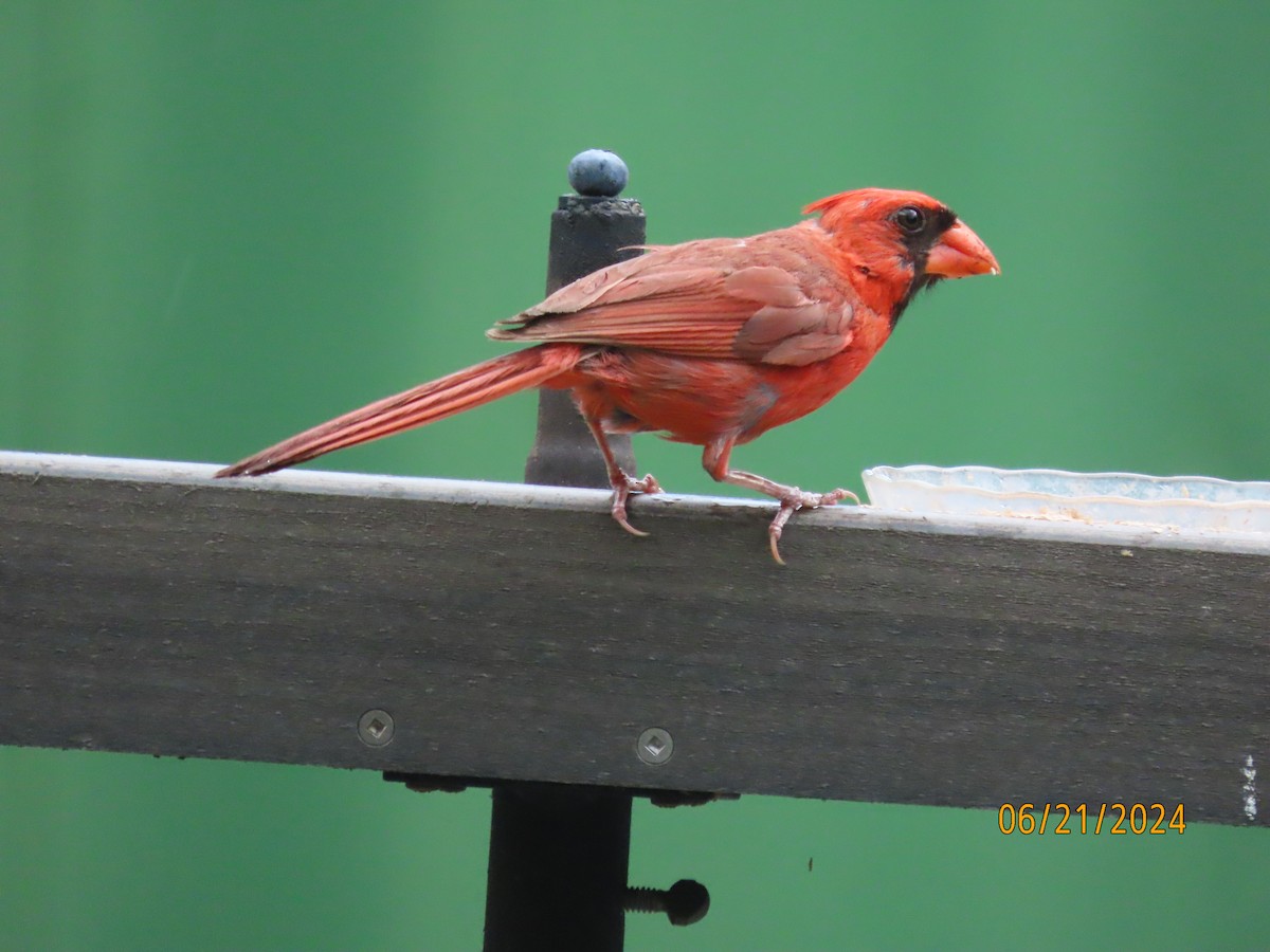 Northern Cardinal - ML620690632