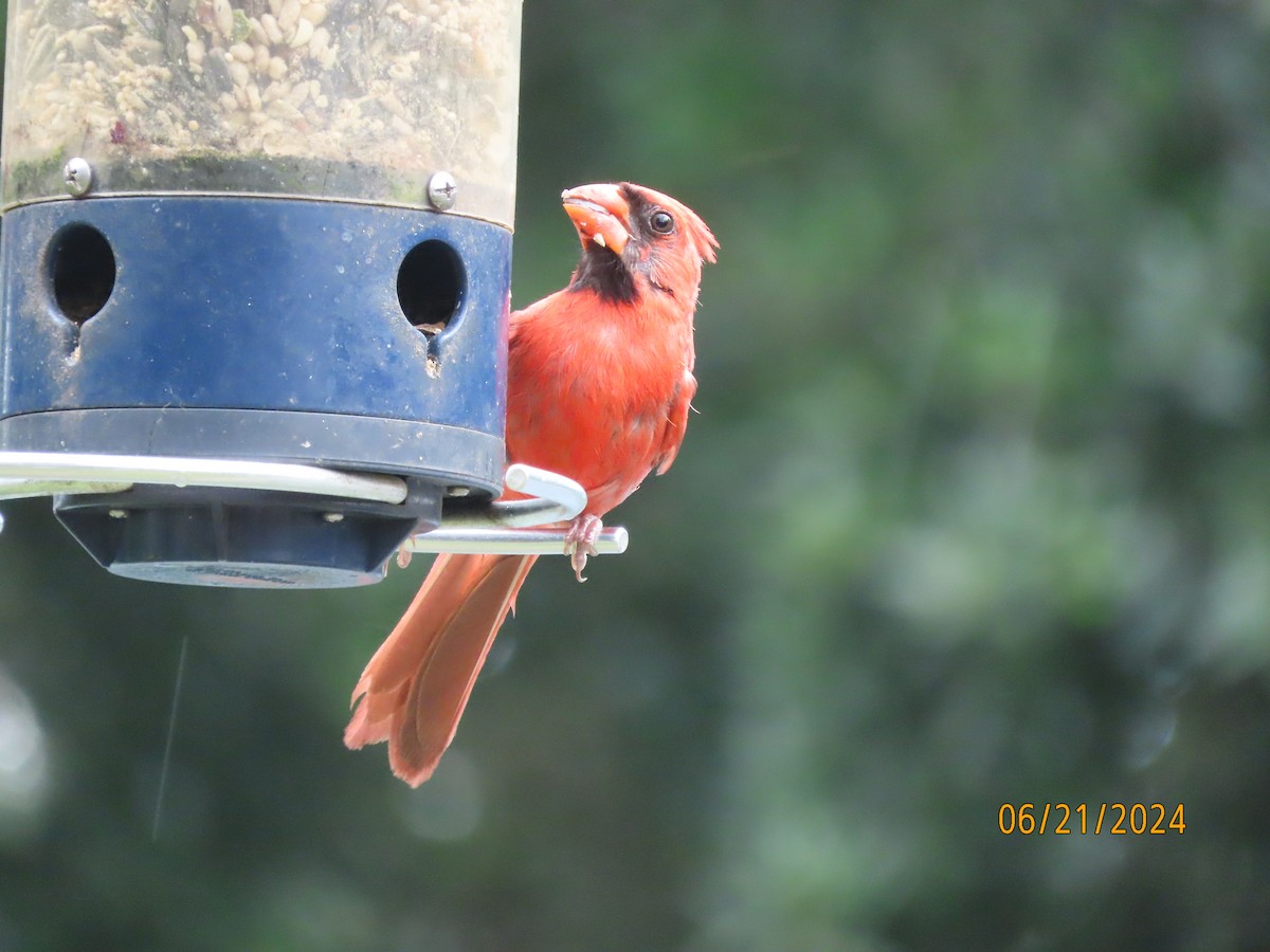 Northern Cardinal - ML620690633