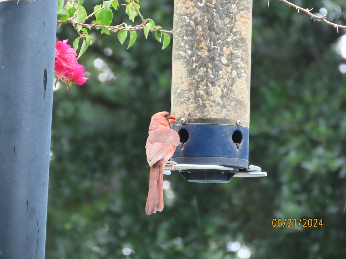 Northern Cardinal - ML620690634