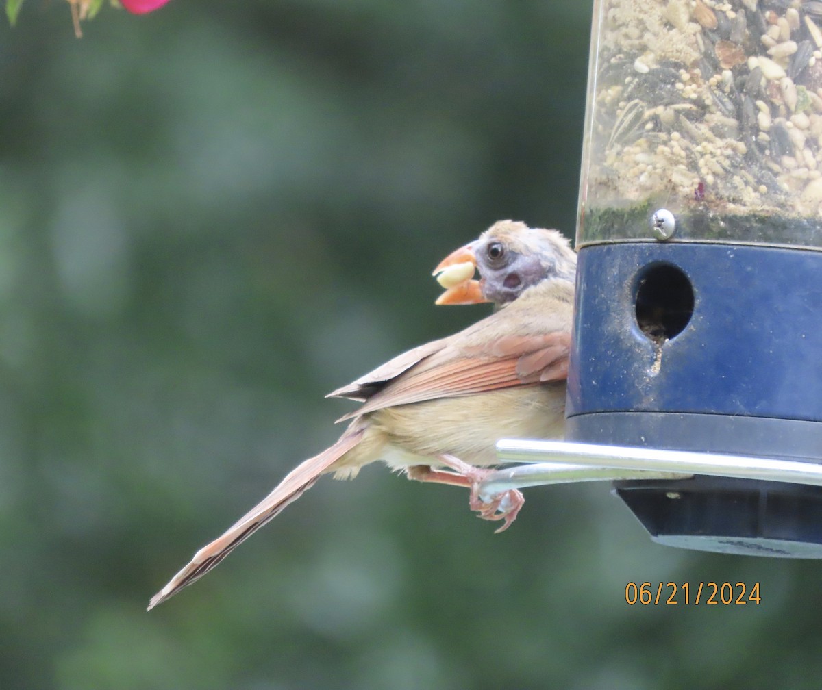 Northern Cardinal - Susan Leake