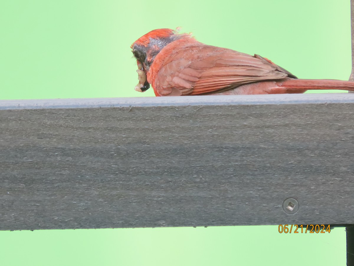 Northern Cardinal - ML620690636