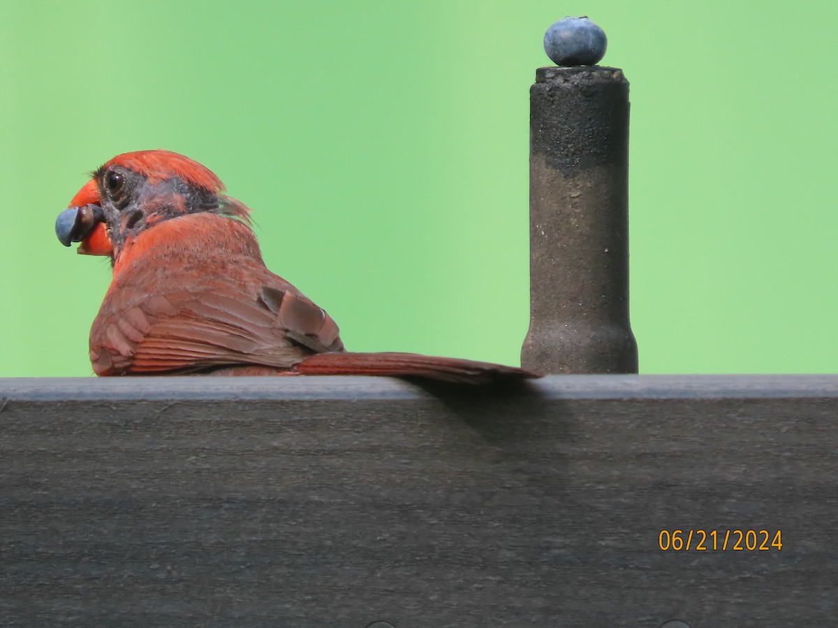 Northern Cardinal - ML620690637