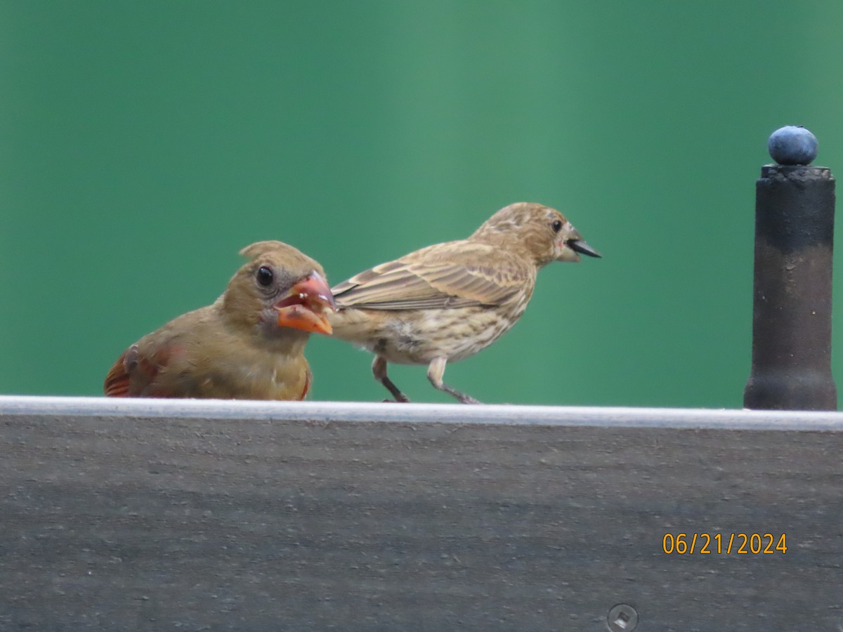 Northern Cardinal - ML620690638